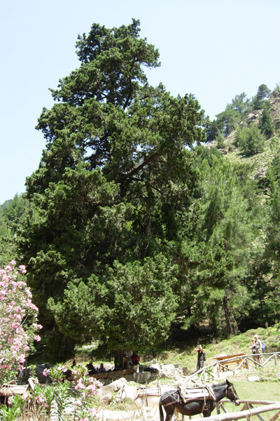 Da Creta: Cupressus sempervirens var. horizontalis